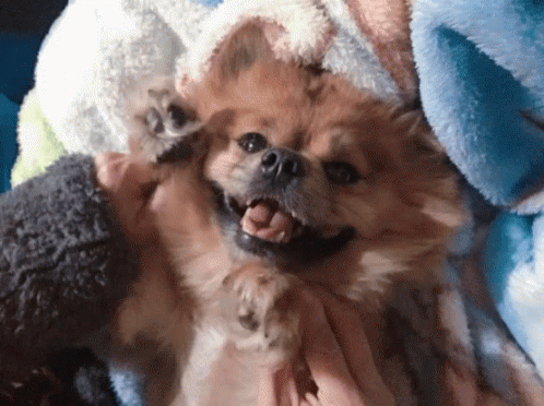 My-dog-stepped-on-a-bee GIFs - Get the best GIF on GIPHY