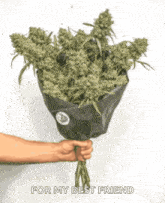 420 420