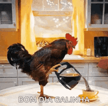 Bom Dia Galinha Good Morning Chicken GIF