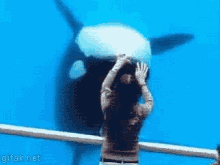 Orca Wave GIF - Orca Wave GIFs