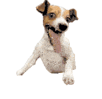 a brown and white dog with its tongue hanging out is smiling