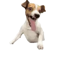 a brown and white dog with its tongue hanging out is smiling
