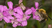 Bees Honeybees GIF