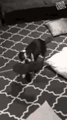 Dancing Doggy Excited Puppy GIF - Dancing Doggy Excited Puppy Shoe In Mouth GIFs