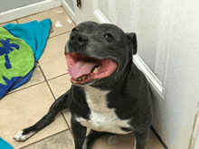 Stafordshire Terrier Happiness GIF - Stafordshire Terrier Happiness GIFs