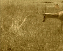 fail pounce gazelle grasslands predator