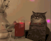 Cat Cat Party GIF - Cat Cat Party Cat Drink GIFs
