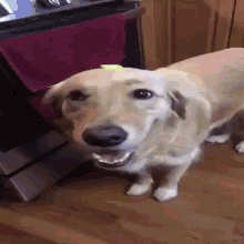 Butter Dog GIF