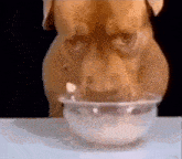 a brown dog is drinking milk from a clear bowl .