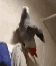 Freaky Parrot GIF - Freaky Parrot GIFs