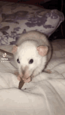Rat Cute GIF
