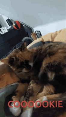Cookie Cat GIF - Cookie Cat Cute Cat GIFs
