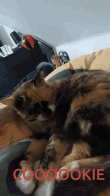a calico cat laying on a bed with the words coooookie written in red
