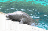 a seal laying on a rock near the water