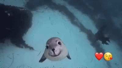 Seal Animal GIF - Seal Animal Happy - Discover & Share GIFs