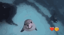 seal animal happy smile cute