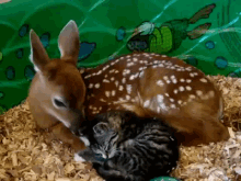 Baby Deer Mothering Baby Kitten GIF - Deer Cat Cats GIFs
