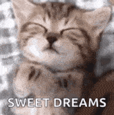 Sleep Cat GIF