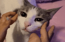 Shisha Cat GIF - Shisha Cat Cute Cat GIFs