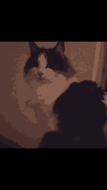a black and white cat is sitting in front of a wall