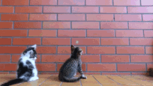 two kittens are sitting in front of a brick wall looking at something