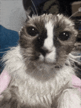 a close up of a cat 's face with a pink towel on its head