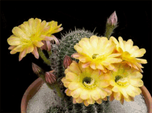 Cactus Flower GIF