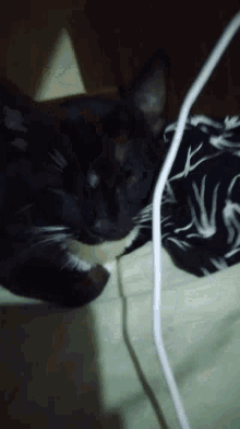 Tuxedo Cat Puro Changed GIF - Tuxedo Cat Puro Changed Cute Cat Dance GIFs