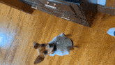 a small dog is standing on a wooden floor