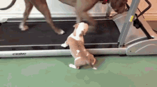 How Are You Doing That? GIF - Treadmill Dog Puppy GIFs