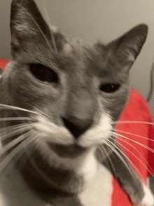 a close up of a cat 's face with a white mustache