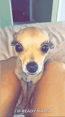 Queer Dog GIF - Queer Dog Diva GIFs