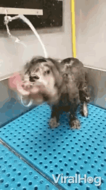 Tongue Out Bath Time GIF - Tongue Out Bath Time Shaking Off The Water GIFs