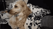 Osho Pup GIF - Osho Pup Puppy GIFs