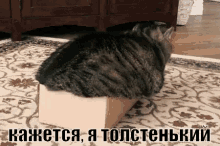 милое кот жирный толстый объелся лежу GIF - Aww Cat In Box Box GIFs