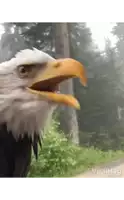 a bald eagle is looking at the camera with its beak open and the words viralhog on the bottom