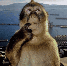 a close up of a monkey 's face with mountains in the background