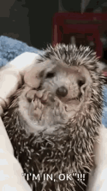 Hedgehog Cuddle GIF - Hedgehog Cuddle Tired GIFs