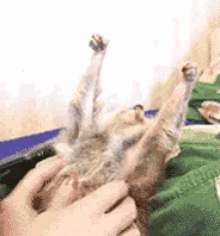 Papouille GIF - Papouille Tendre Tendresse GIFs