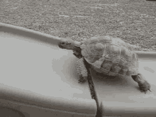Turtle Slippery GIF