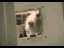 Raccoon Steals A Carpet GIF - Raccoons Invade House GIFs