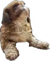 a brown and white dog is laying down on a white surface