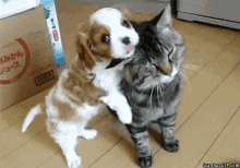 Puppy Love Cat GIF - Puppy Love Cat Cute GIFs