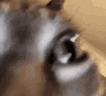 a close up of a cat 's eye with its mouth open and teeth showing .