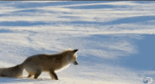 Fox Jumping Into Snow GIF - Falling Into Snow Fox Jumping GIFs