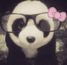 a panda bear wearing glasses with a pink bow on its head