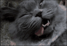 Cat Sleeping GIF - Cat Sleeping Wake Up GIFs