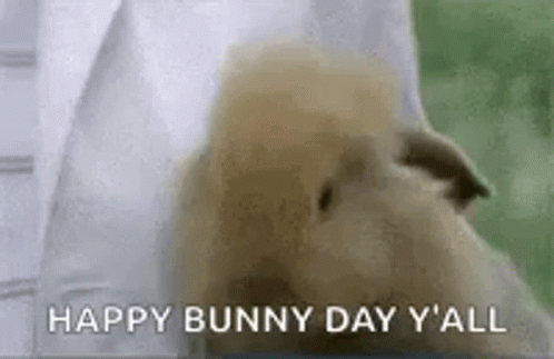 Happy Bunny Funny Animals GIF - Happy Bunny Funny Animals Cute - Discover &  Share GIFs