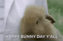 Happy Bunny Funny Animals GIF
