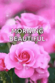 morning flowers beautiful sparkle rose